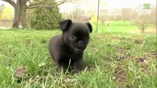 Dogs 101 Brussels Griffon [upl. by Betta747]