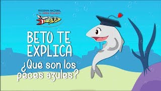 ¿Qué son los pescados azules [upl. by Mayrim]