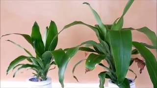 Dracaena Fragrans Plant Indoor Care and Arrangement Ideas for Living Room [upl. by Festatus]