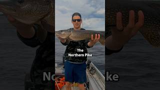 Catching Every Fish in Ontario Part 4 Northern Pike [upl. by Eeryn]