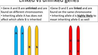 Alevel Biology Autosomal linkage [upl. by Castorina]