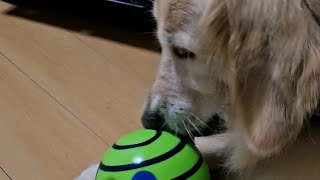 お誕生日プレゼントWobble Wag Giggle Ball【goldenretriver japan】goldenretrieverdog ゴールデンレトリバー 犬 大型犬お誕生日 [upl. by Schuh43]