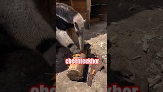 cheenteekhorfunnyindia netherland siamese trending viralvideo comedy youtubeshorts reels [upl. by Ilyssa]