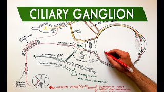 Ciliary Ganglion  Autonomic control of the eye  Anatomy Tutorial [upl. by Hsemin389]