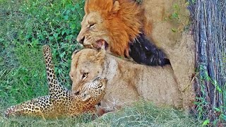 Lioness Catches Leopard While Male Tries His Luck With Her [upl. by Swift]