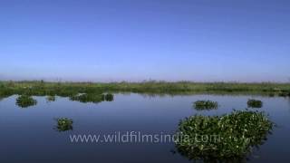 Loktak Lake the home of the browantlered deer Sangai [upl. by Aneehsat769]