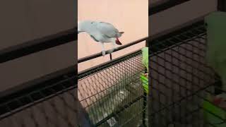 Grey Parrot Green Parrot Talking 😱 [upl. by Aneda]