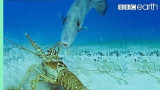 Lobsters vs Trigger Fish  Trials Of Life  BBC Earth [upl. by Kendry559]