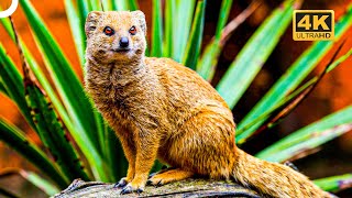 A Hunter as Dangerous As He Is Cute The Mongoose  4K Animal Documentary [upl. by Worden763]