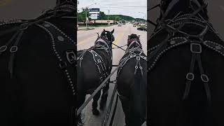 quotPercheron Draft Horses Take Over Townquotworkhorse kentucky percheron forsale viral draft [upl. by Desiree]