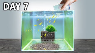 Shrimp Tank Setup in 7 Days Would it work [upl. by Uhn]