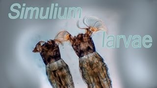 Simuliidae larvae [upl. by Akfir]