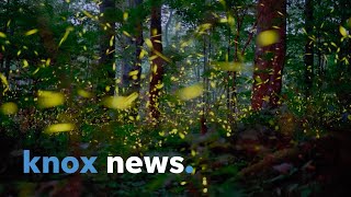 Studying the synchronous fireflies of the Great Smoky Mountains [upl. by Nottarts]