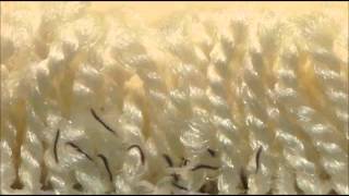 Flea Larvae in carpet [upl. by Eninnej]