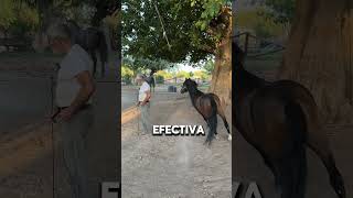 Impresionante Tecnica Para Entrenar Caballos Néstor Portillo [upl. by Eimma]