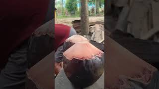 Kelapa Bakar Viral samarinda kuliner samarindahits infosamarinda kalimantantimur fyp [upl. by Paulette]