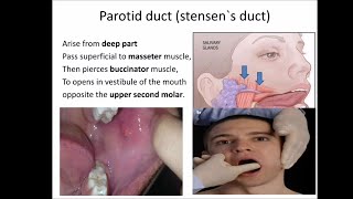 salivary gland anatomy [upl. by Ltsyrk]