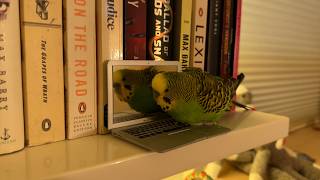 A day in the life of Kiwi and Pixel the Parakeets unedited [upl. by Phenice]