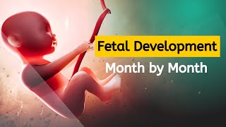 Baby Growth From 0 to 9 Months  Fetal Development Month by Month  Animation HD [upl. by Anilrac365]