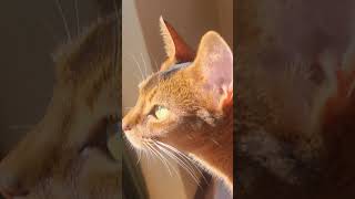 quotAbyssinian Cats The Perfect Blend of Beauty Intelligence and Companionshipquotcatabyssiniancats [upl. by Gwenore]