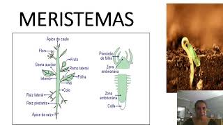 MERISTEMAS [upl. by Woll]