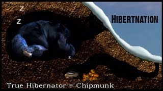 What does Hibernation mean to a Black Bear [upl. by Raasch]