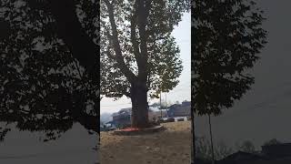 Harud in kashmir autumn season too cold viralshort subscribe shorts trending birds fbreels [upl. by Aisats]