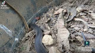 rednaped snake was stuck in the flowerpot [upl. by Carolyn]