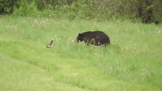 Skunk Sprays Inquisitive Bear  ViralHog [upl. by Teerprah]