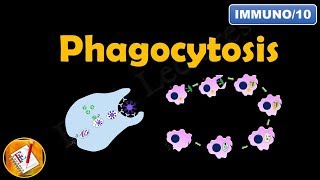 Phagocytosis FLImmuno10 [upl. by Aelram650]