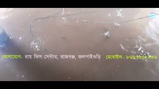 Telapiya Fish Farming with Bio Floc Contact No 8617352235 [upl. by Hafirahs]