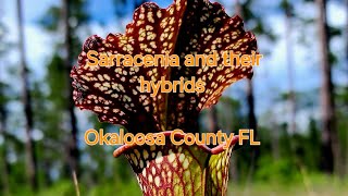 Sarracenia and their hybrids Okaloosa County FL [upl. by Herries]