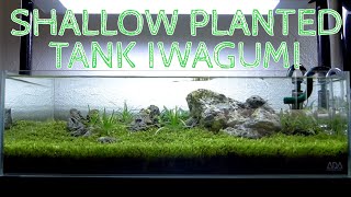 🌱 Nature Aquarium Aquacape  Planted Tank Iwagumi [upl. by Nolram297]