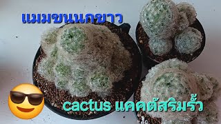 ep78 แมมขนนกขาว mammillaria plumosa mammillaria cactus noomcactus โดยลุงเท่ง [upl. by Kilian]