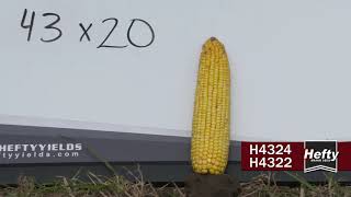 Hefty Brand Corn  H4324 amp H4322 LateSeason Development [upl. by Naoma738]