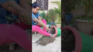 Rose plant care planting care reusepot removefungus ytshortsvideo shorts viralvideo [upl. by Orhtej]