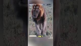 The lion king was attacked by a black mamba wildanimalsanimals foryou [upl. by Farica378]