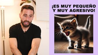 ¿Por qué es tan agresivo mi gato de un mes y medio ¿Se le pasará cuando crezca [upl. by Morrissey705]