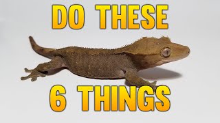 6 Things I Would Do Starting Over Breeding Geckos [upl. by Spain]