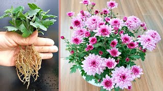 Instructions on how to propagate Violet Chrysanthemum very simple for beginners [upl. by Alatea]