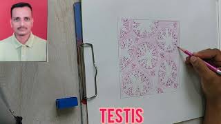 HISTOLOGY OF TESTIS  HOW TO DRAW HISTOLOGICAL DIAGRAM OF TESTIS BY DR YOGESH GANORKAR [upl. by Rosati]