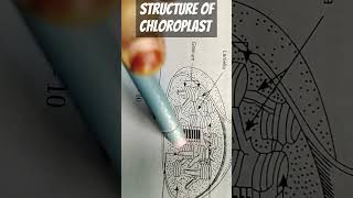 Structure of chloroplast biology humanbiology plants physiology cbse cbseboard [upl. by Aidin]