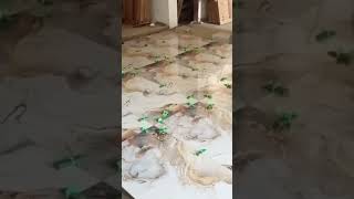 New tile installation video 60x120 tile master karachitilemastert [upl. by Dewees]