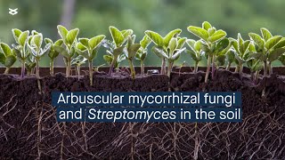 The intricate relationship between Arbuscular mycorrhizal fungi and Streptomyces [upl. by Ecinad421]