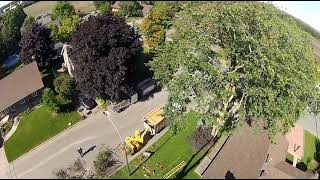 ABATTAGE 1 ORME 100 ANS🌿 Arborist  Élagueur 🌲🌳 DÉMONTAGE darbres à Québec arb crazy tree Qc [upl. by Hestia]