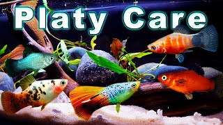 All You Need to Know About Platy Fish Platy Care and Breeding [upl. by Octavian]