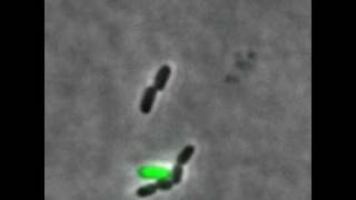 Bacteriophage lambda lysis and lysogeny [upl. by Hedley]