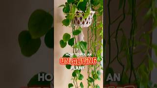 How to Fix an UNALIVING Plant shorts plantcare houseplants indoorplants philodendron pest [upl. by Ettenim]