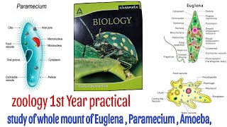 Zoology 1st year practical study of whole mount of Euglena Paramecium Ameoba  bsc zoology pratical [upl. by Ylurt288]