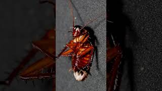 Hissing American Cockroach  4K Close Up  Hissing Cockroach sound effect  Sound of Cockroach [upl. by Renaldo]